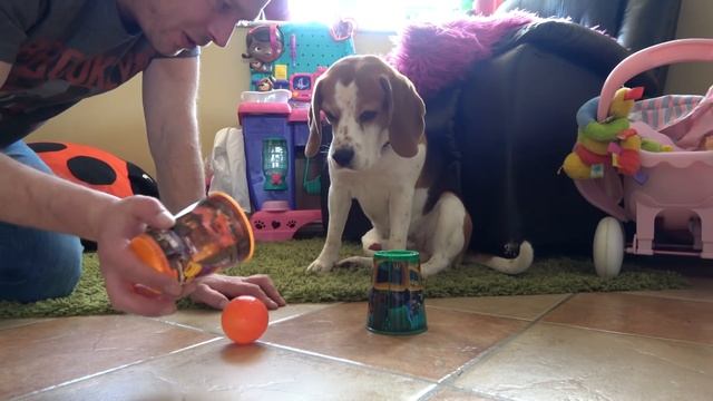 Teaching beagle dog how to play shell game with cups смотреть онлайн