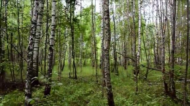 Простоладозинские выхи. Часть 1. Грибы смотреть онлайн