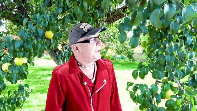 ОДИНОКИЙ КЛЁН - Валерий Палаускас смотреть онлайн