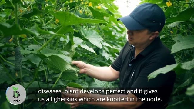 Огірок Абсолют F1. "БЕЙО УКРАЇНА" смотреть онлайн