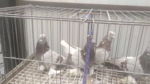 андижанские голуби гуры продам смотреть онлайн