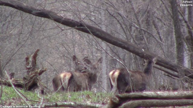 Благородные олени в лесу в марте (оленухи) || Red deer смотреть онлайн