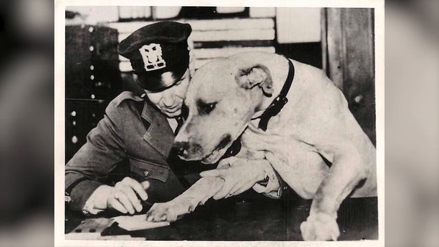 Great Dane - Top 10 Facts смотреть онлайн