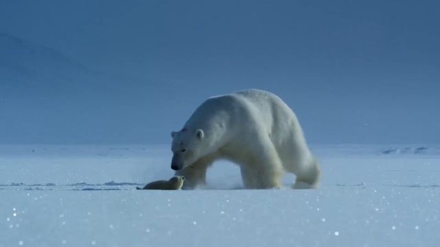 polar bear Полярный медведь смотреть онлайн
