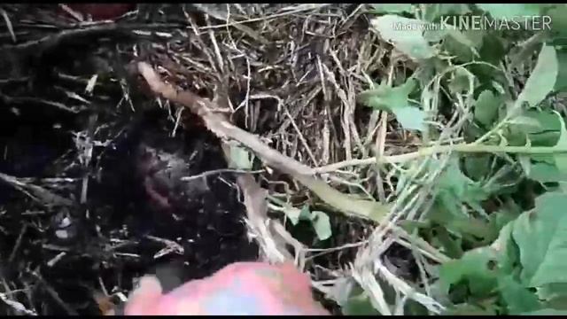 Картошка под соломой. Все плюсы и минусы. смотреть онлайн