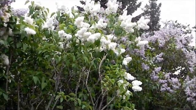 Н Басков Ах эта белая сирень смотреть онлайн