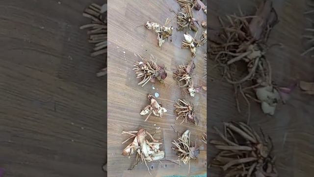 Выгодно ли выращивать цветы для продажи? смотреть онлайн