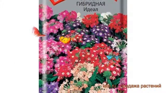 Вербена гибридная Идеал (ideal) ? гибридная вербена Идеал обзор: как сажать, семена вербены Идеал