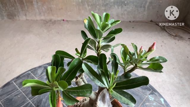 #Adenium multicolor grafting | 7 colours of flowers in a single adenium plant смотреть онлайн
