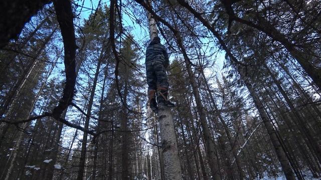 Сбор чаги. Есть ли чага в болоте? Рубим чагу двумя топорами. Выворотень ели. Обед лося.