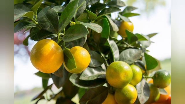 Calamondin ili sobna pomorandža je citrus koji će vas oduševiti.Prelepo izgleda i lako se uzgaja смотреть онлайн
