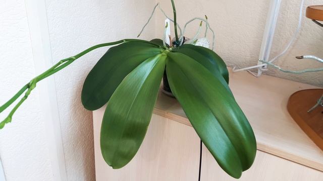 Орхидея теряет тургор??? Вянут цветы? Что делать? Причины... Уход, полив. Лиодоро 18 мая 2020 г. смотреть онлайн