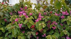 Бугенвиллея, полная информация об этом тропическом кустарнике