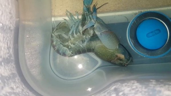 Австралийский красноклешневый рак (Cherax quadricarinatus) или АККР