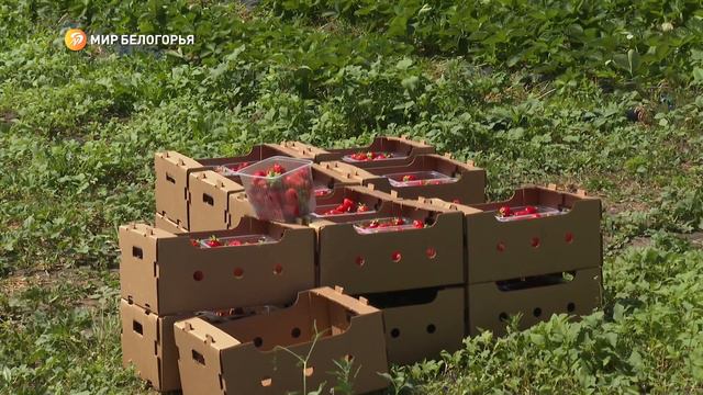 Белгородский фермер расширил клубничный бизнес благодаря гранту Агростартап