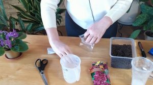 СЕЗОН 2020: ПОСАДКА ШТОК РОЗЫ НА РАССАДУ Как не допустить ошибок / Садовый гид