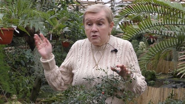 Муррайя — выращивание и уход в домашних условиях. смотреть онлайн