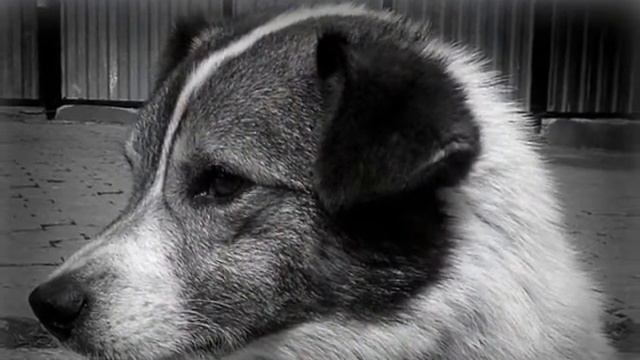 Бродяги, хранители, свободные художники Че.. и кто знает, кто ещё.. смотреть онлайн