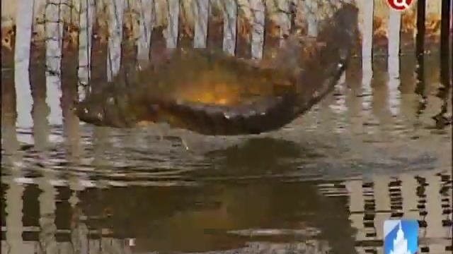 На водоемах ВВЦ открылась бесплатная рыбалка смотреть онлайн