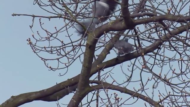 Дикие голуби: вяхирь. Wild doves: wood pigeon. смотреть онлайн