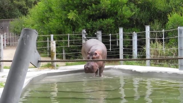 hippo dump (with flourish) смотреть онлайн