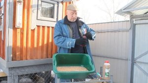 ВАЖНО дезинфекция зерна для кур.