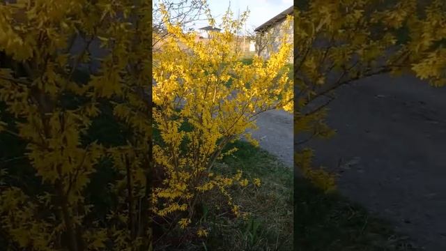 Патріотичний колір для ландшафтного дизайну смотреть онлайн