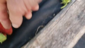 Обзор сортов клубники Флер, Генри и Сирия.