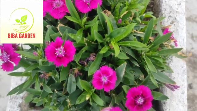 How to Grow and Care Dianthus Flowers смотреть онлайн