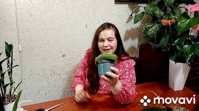 Распаковка закупки из Голландии. Новые растения для моей коллекции. смотреть онлайн