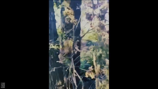 ВСУшник подорвался на мине смотреть онлайн