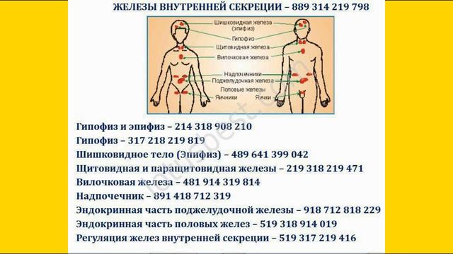 Эндокринная система. Истерия страха. Страх. Паника. Здоровье психическое. смотреть онлайн