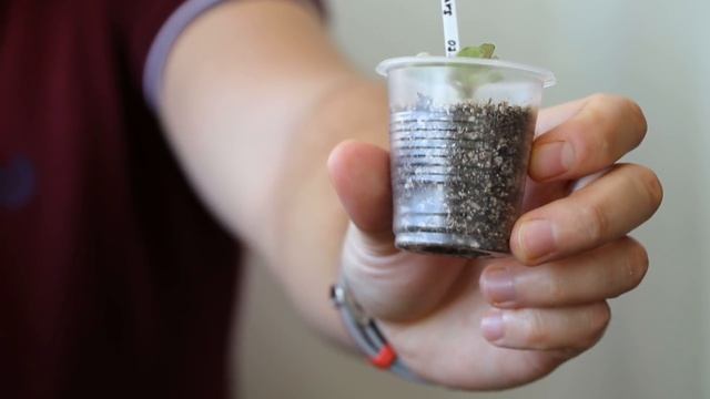 ФИАЛКА С НУЛЯ. ОТ ЛИСТА ДО ЦВЕТУЩЕГО РАСТЕНИЯ. ВСЕ ЭТАПЫ РАЗВИТИЯ. МАСТЕР-КЛАСС ДЛЯ НОВИЧКОВ смотреть онлайн