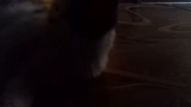 Что происходит когда кошка остаётся одна дома?! | Кошка Двор терьер ЛЕРА одна дома? смотреть онлайн