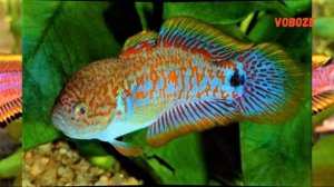 Ковровый элеотрис. Содержание в аквариуме, разведение, совместимость и чем кормить