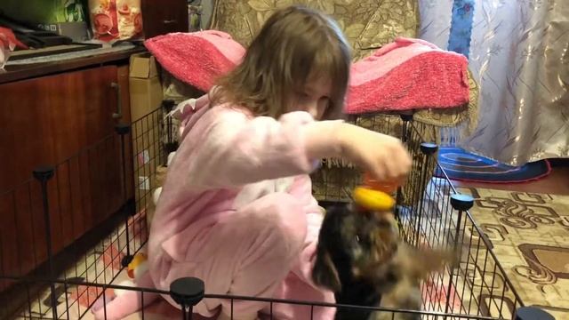 ? «АЙСИ ЕДЕТ В ДЕРЕВНЮ»?/Щенок в доме/Уход за щенком/Игры со щенком/Йоркширский терьер. смотреть онлайн