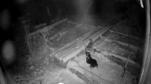 Волк убил большую охотничью собаку и унес как воробья выдернув из ошейника 18+