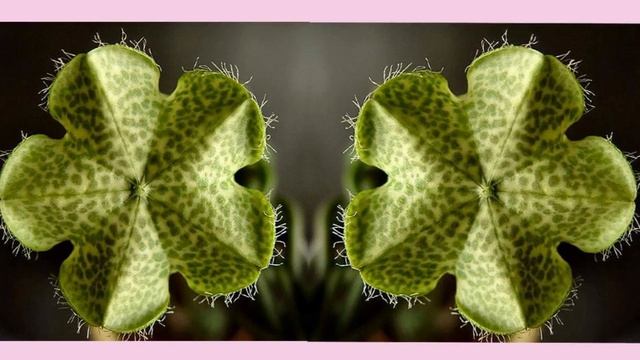 Церопегия смотреть онлайн