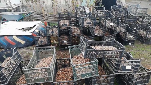 Осенний сбор улитки | Maxima | Muller | Бизнес в селе | Разведение улиток | Виноградная улитка | смотреть онлайн