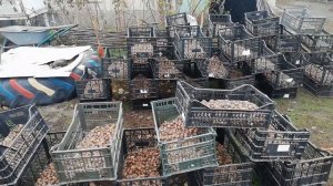 Осенний сбор улитки | Maxima | Muller | Бизнес в селе | Разведение улиток | Виноградная улитка |