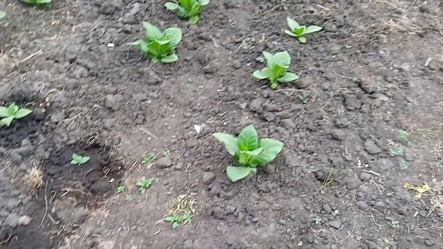 табак 20 июня подрос чу-чуть смотреть онлайн