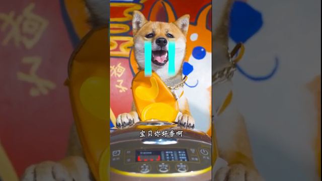 #Short #Dog #Best Dog's Life | Удивительная собака 2021 | Готовка собак 2021 | Умная собака 2021 смотреть онлайн