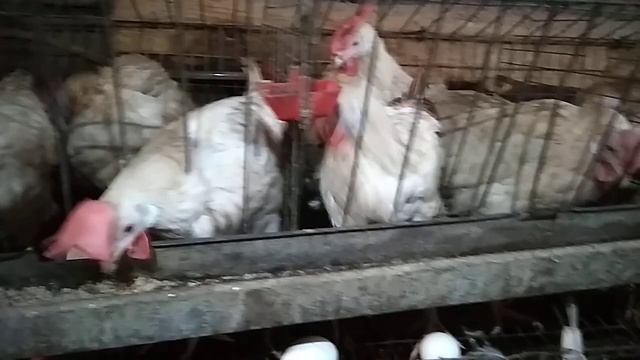 Клеточное содержание кур-несушек зимой. смотреть онлайн