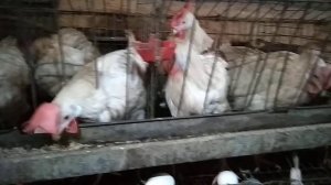 Клеточное содержание кур-несушек зимой.