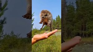 Как развернуть ежа!