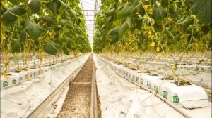 Огурец СВ 4097ЦВ