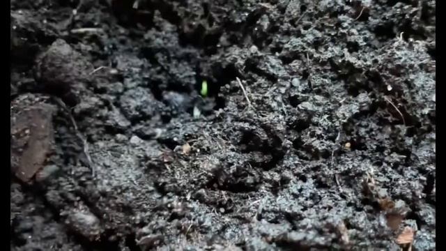 КАК ВЫРАСТИТЬ КИВИ ДОМА. ВЫРАЩИВАЕМ КИВИ НА ПОДОКОННИКЕ, ЭКЗОТИЧЕСКИЕ ФРУКТЫ ДОМА смотреть онлайн