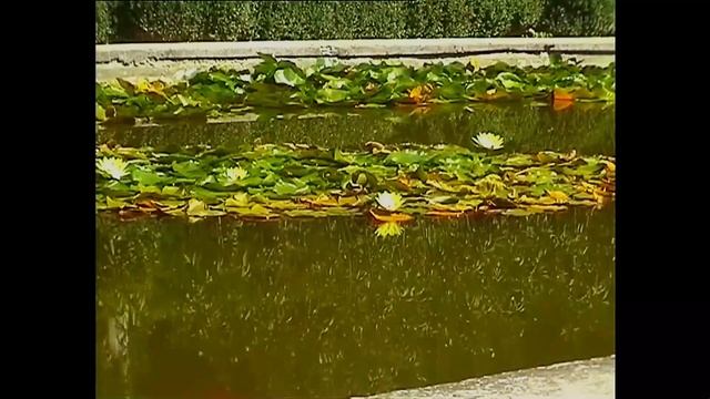 Никитский_Ботанический_Сад.MP4 смотреть онлайн