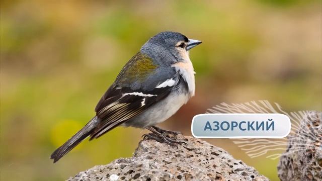 ИНТЕРЕСНАЯ ПТАШКА: СНЕГИРЬ смотреть онлайн