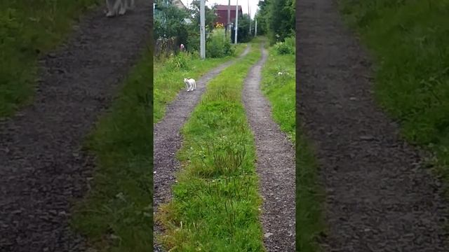 Прогулка с ангорами турецкими на даче смотреть онлайн